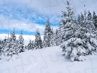 Śnieg, Zima, Wzgórze, Świerki