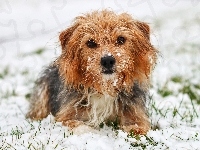 Yorkshire terrier, Pies, Śnieg