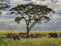 Zachmurzone, Słonie, Drzewo, Niebo