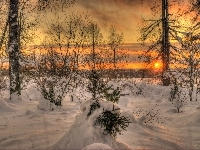 Zachód, Zima, Drzewa, Słońca