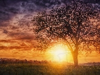 Zachód słońca, Pole, Drzewo, Chmury