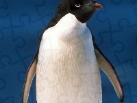 Zapatrzony, Pingwin