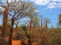 Zarośla, Afryka, Las, Kolczaste, Madagaskar