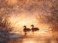 Grafika AI, Perkozy rdzawoszyje, Dwa, Woda, Roślinność, Zarośla