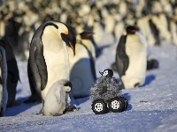 Pingwiny, Zdziwione, Lód