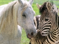 Zebra, Biały, Koń, Przyjaźń