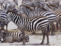 Zebry, Afryka