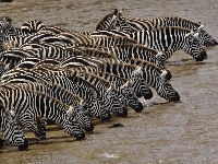 Wodopój, Zebry, Kenia