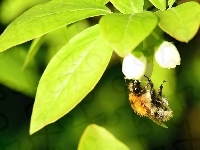 Liście, Zielone, Pszczoła