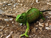 Kameleon, Zielony, Kamienie