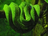 Wąż, Zielony, Gałąź