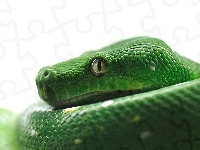 Wąż, Zielony, Pyton