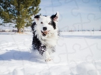 Zima, Pies, Border Collie, Śnieg