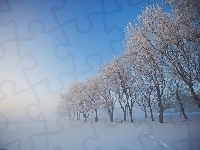 Drzewa, Zima, Ławka
