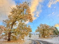 Zima, Droga, Drzewa, Niebo
