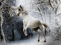Zima, Biały, Koń, Las
