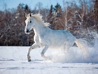 Zima, Biały Koń, Las