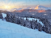 Drzewa, Zima, Wschód słońca, Ukraina, Góry Karpaty, Las