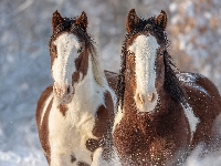 Dwa, American Paint Horse, Konie, Grafika AI, Zima