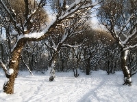 Park, Zima, Drzewa