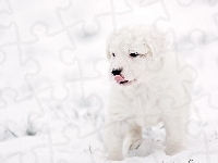 Zima, Pies, Szczeniak, Śnieg
