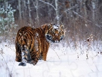 Tygrys, Zima, Spojrzenie