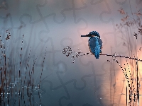 Jezioro, Zimorodek, Trawy, Grafika AI