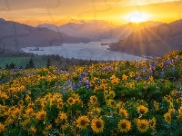 Góry, Waszyngton, Stany Zjednoczone, Rzeka, Promienie słońca, Łubin, Balsamorhiza, Columbia River Gorge, Kwiaty