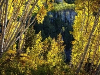 Brzozy, Stany Zjednoczone, Stan Kolorado, Las Państwowy White River National Forest