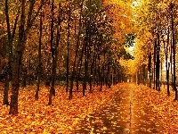 Złote, Park, Jesienią, Liście