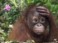 Zmartwiony, Orangutan