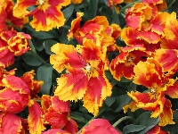 Tulipany strzępiaste, Rozkwitnięte, Żółto-czerwone, Kwiaty