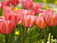 Żonkile, Tulipany, Kwiaty
