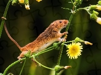 Myszka Badylarka, Kwiaty