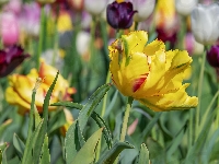 Tulipan, Rozmyte tło, Tulipany, Żółty, Łąka