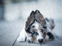 Border collie, Leżący, Szczeniak, Mordka