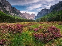 Triglavski Park Narodowy, Drzewa, Łąka, Góry Alpy Julijskie, Dolina Krma, Słowenia, Kwiaty