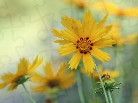 Kwiaty, Żółte, Nachyłek lancetowaty