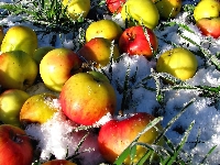 Śnieg, Jabłka, Trawa