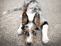 Border collie, Pies, Leżący, Mordka