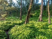 Drzewa, Las, Ścieżka, Rośliny