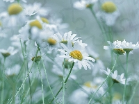 Białe, Rumian polny, Kwiaty