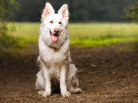 Biały owczarek szwajcarski, Pies, Ścieżka
