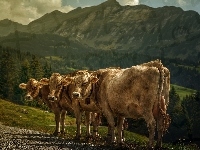 Krowy, Trzy, Góry