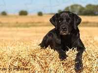 Labrador retriever, Szczeniak, Czarny, Słoma