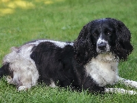 Cocker spaniel angielski, Pies, Trawa