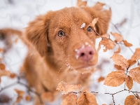 Mordka, Śnieg, Pies, Retriever z Nowej Szkocji, Liście