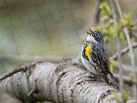 Myrtle warbler, Ptak, Lasówka, Gałąź