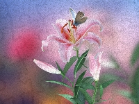Lilia, Grafika, Kwiat, Różowa, Motyl