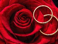 Biżuteria, Róża, Obrączki